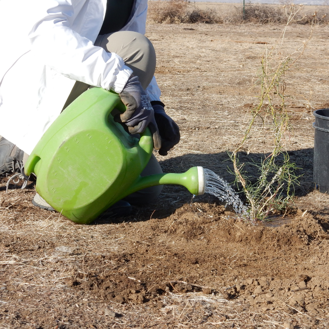 Volunteer Day: Watering in Canyon - logo